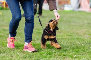 woman trains with a young poodle on a dog training field