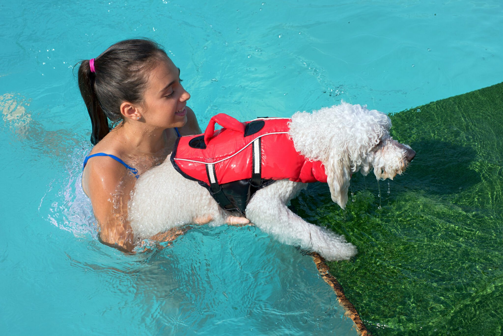 How to Teach Your Dog to Swim 6 Tips to Make Swimming Fun!