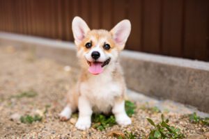 Welsh corgi pembroke puppy playing in the yard.