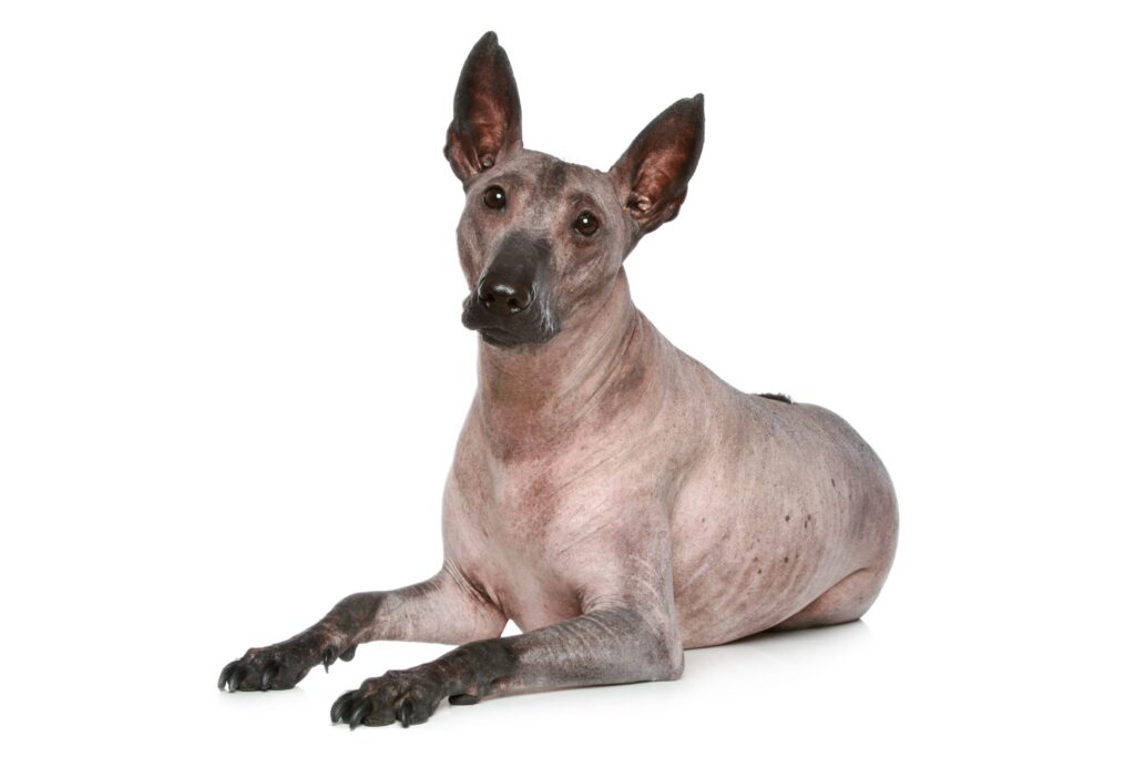 Hairless dog