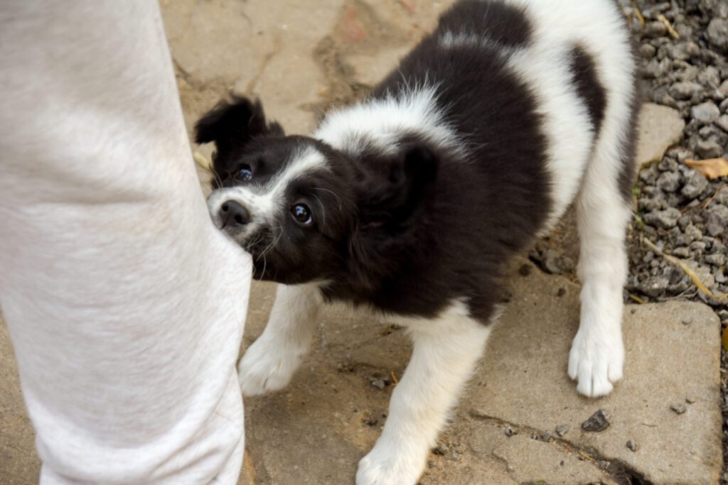 Naughty puppy pulls on trouser leg