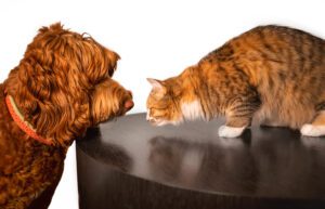 Cat and dog. First face-to-face meeting between a friendly dog (Labradoodle) and a fearless cat. Concept of unlikely friendship or introducing cat to dog. Isolated on white.