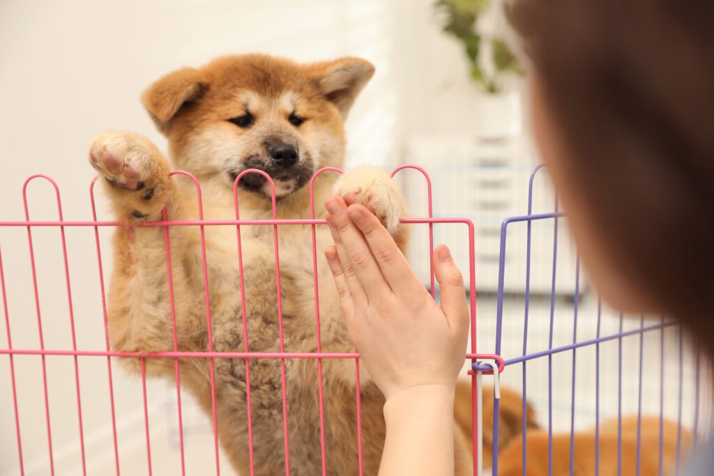 Closeup of an Akita Inu puppy and a woman on opposite sides of a playpen