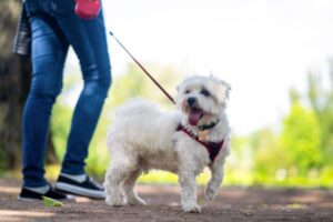 White fluffy curly dog on a leash walk. feet of the mistress walking