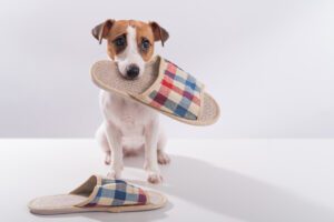 The dog holds in his mouth a slipper on a white background. Obedient Jack Russell Terrier gives the owner home shoes.