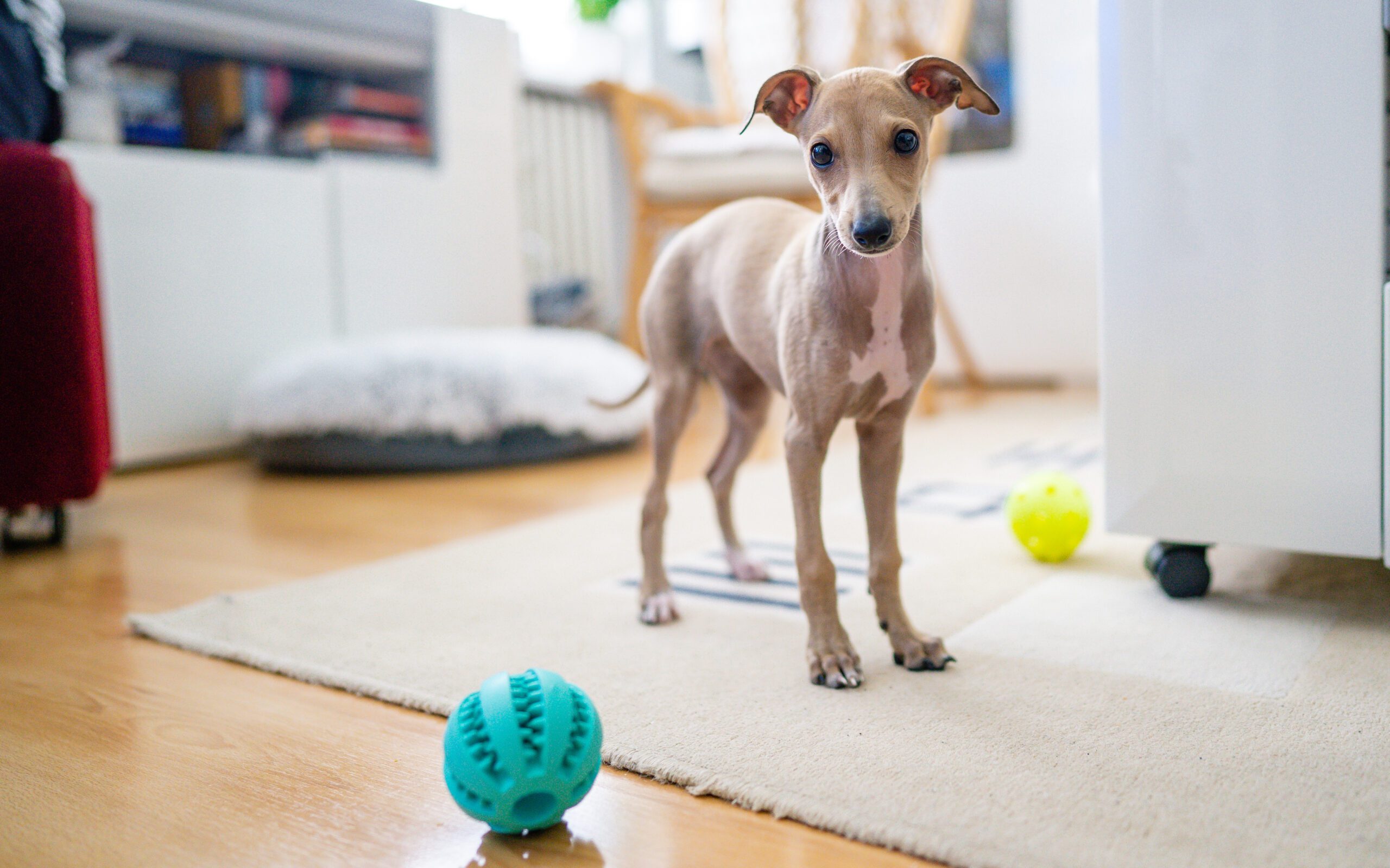 Your first day with your puppy! Cute italian greyhound standing in living room.