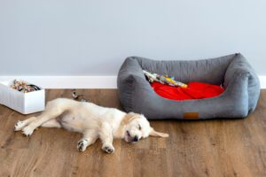 Golden retriever puppy sleeps on modern vinyl panels in the living room of a house near the playpen, toys in the background.