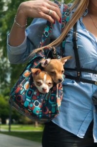 Two cute little dogs sitting in the purse of well-dressed woman going outside on sunny day. Vertical footage