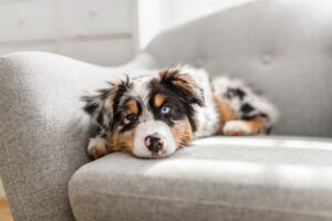 A Little baby puppy Berger Australian on sofa at home