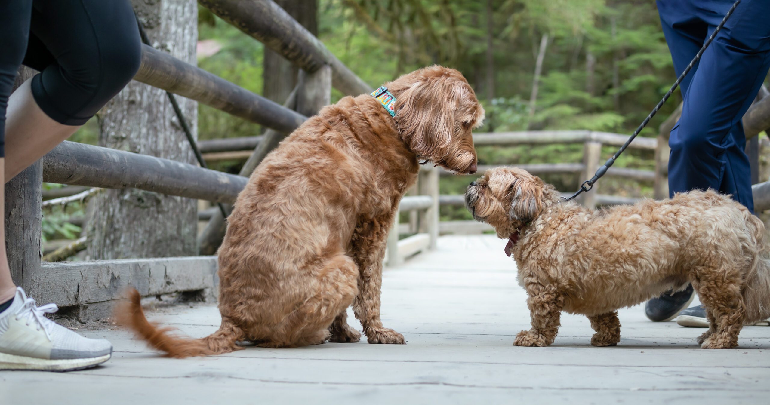 Cute dog to dog meeting in the park. Relaxed head-to-head socializing between two dogs of different sizes. Large Labradoodle sitting in front of a small Zuchon or Shih Tzu-Bichon. Selective focus.