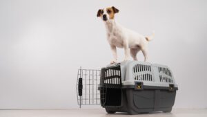 Jack Russell Terrier dog stands on a travel box
