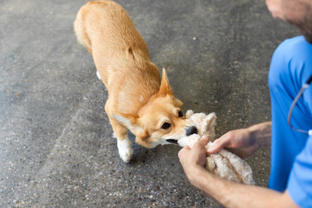 Cute pembroke welsh corgi dog biting and playing with his toy