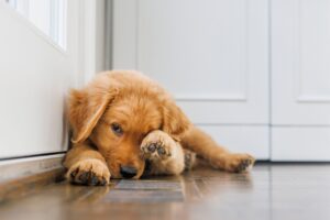 A Golden Retriever hides his eyes