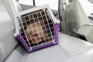 Cute dog in pet carrier travelling by car. Space for text