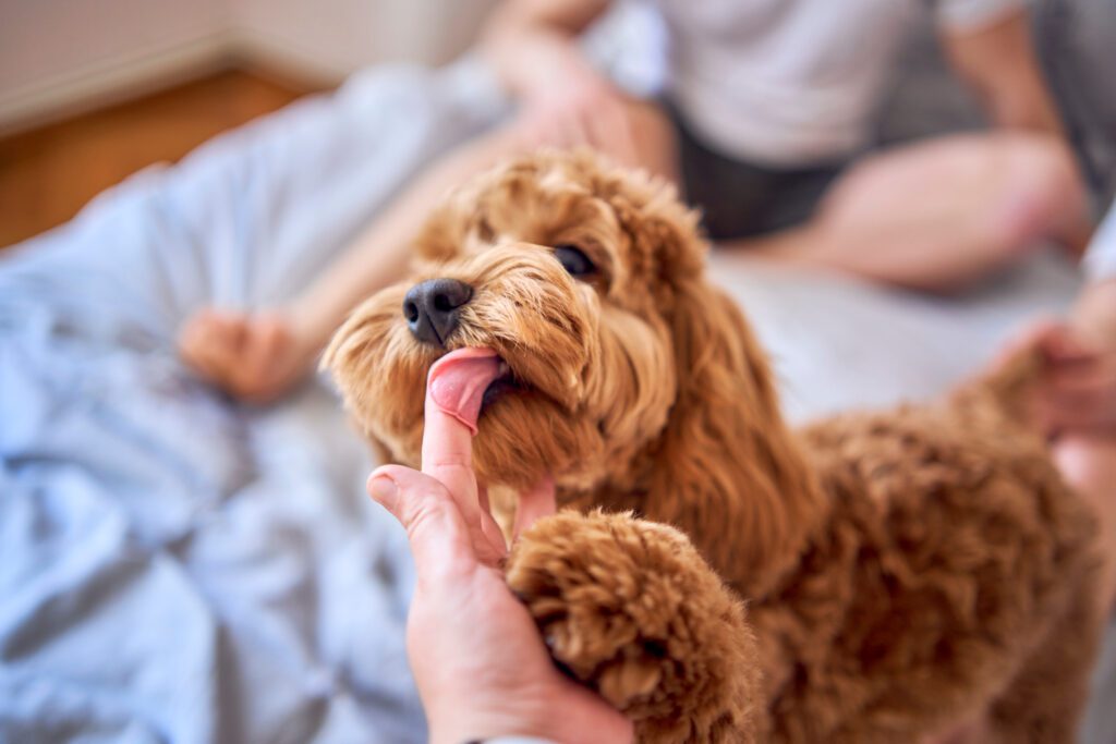 7 month old cockapoo girl licks a woman's finger, close-up