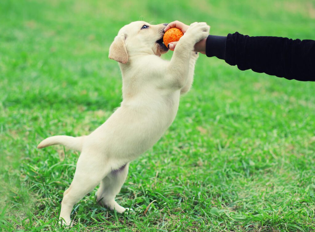 Happy puppy dog Labrador Retriever playing with toy ball