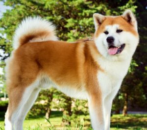 Akita Puppies | Breed Info | Animal 