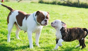 American Bulldog Puppies For Sale Animal Kingdom Arizona