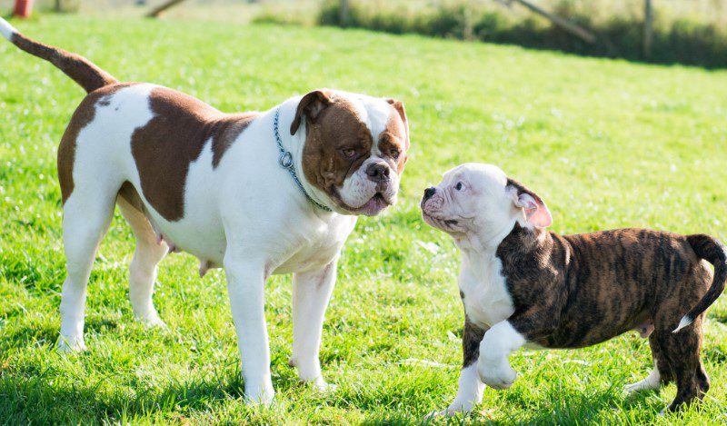 american bulldog puppies price