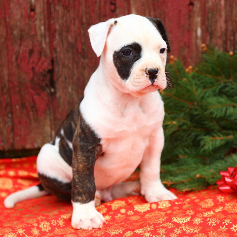 American Bulldog Puppies Animal Kingdom Arizona