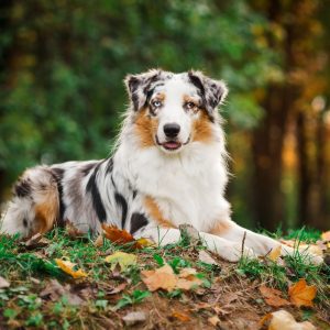 aussie shepherd puppies