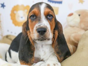 Basset Hound Puppies For Sale Animal Kingdom Arizona