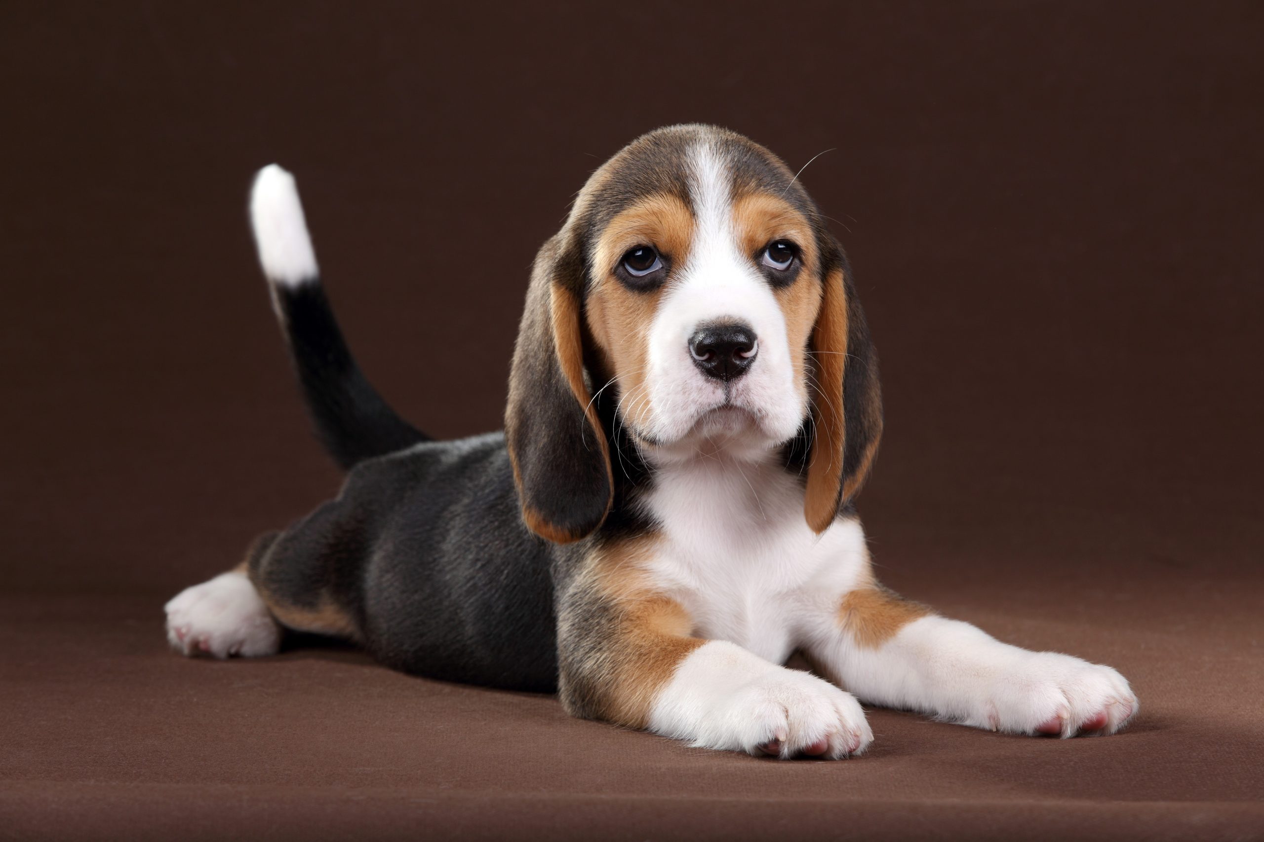 Beagle Puppies Animal Kingdom Arizona