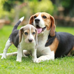 Beagles Puppies For Sale