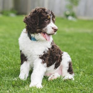 Bernedoodle Puppies For Sale Animal Kingdom Arizona