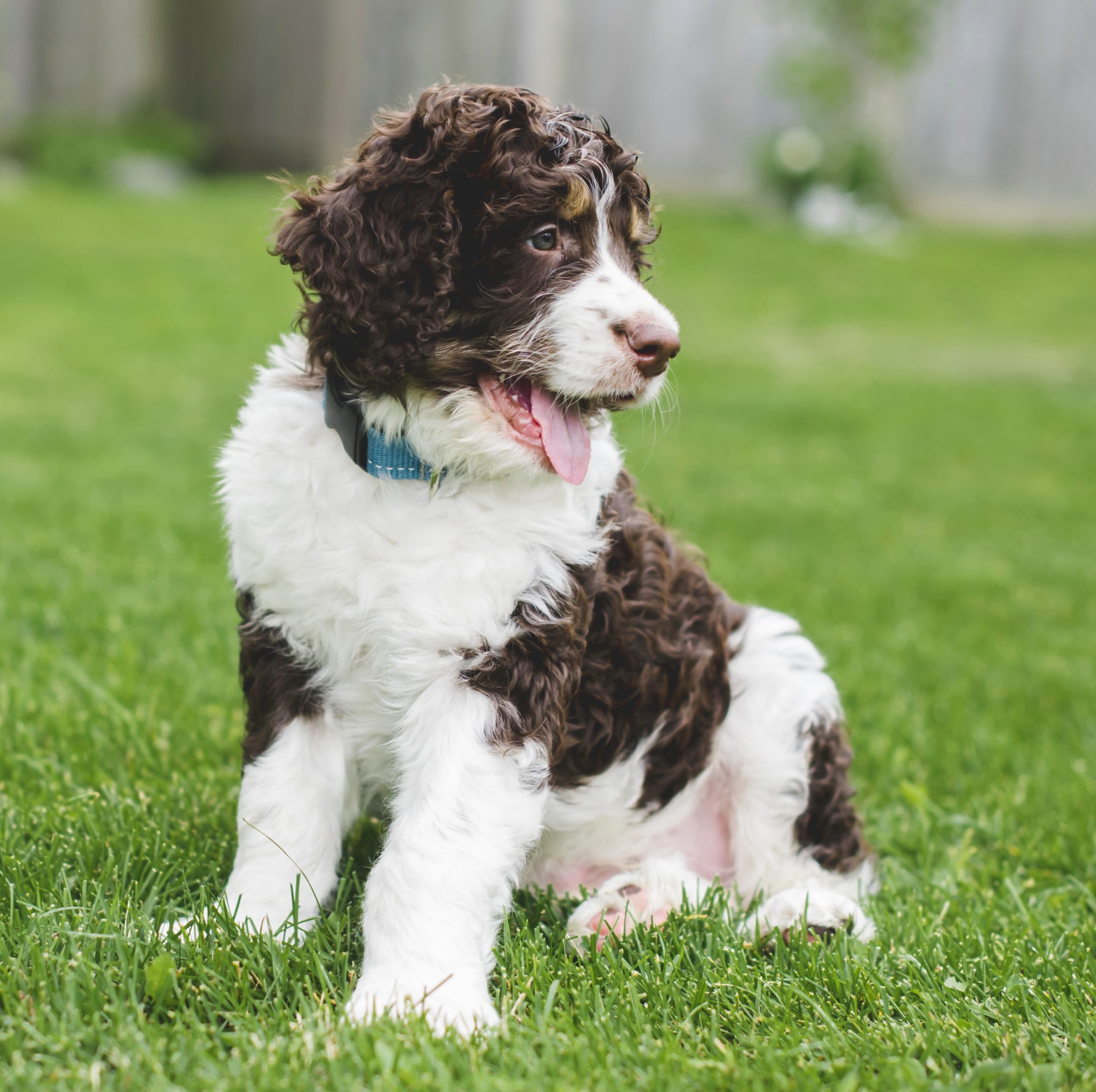 bernedoodle about