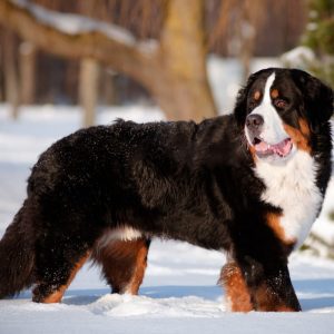 Bernese Mountain Dog Puppies For Sale Animal Kingdom Arizona