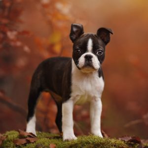 teacup boston terrier price