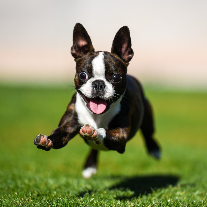 Boston Terrier Puppies Animal Kingdom Arizona