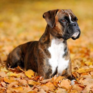 miniature boxer puppies near me