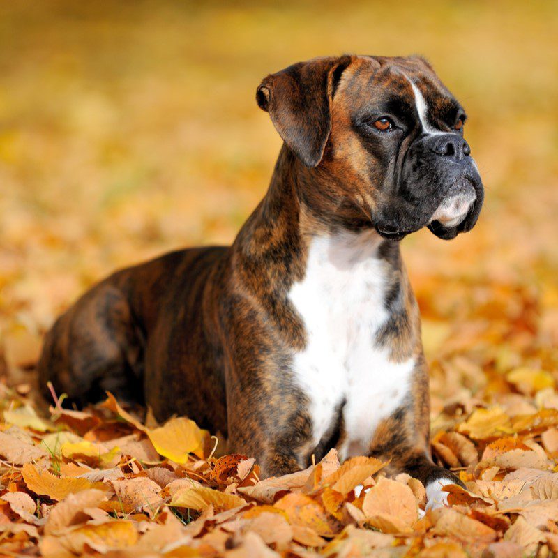 mahogany boxer puppies