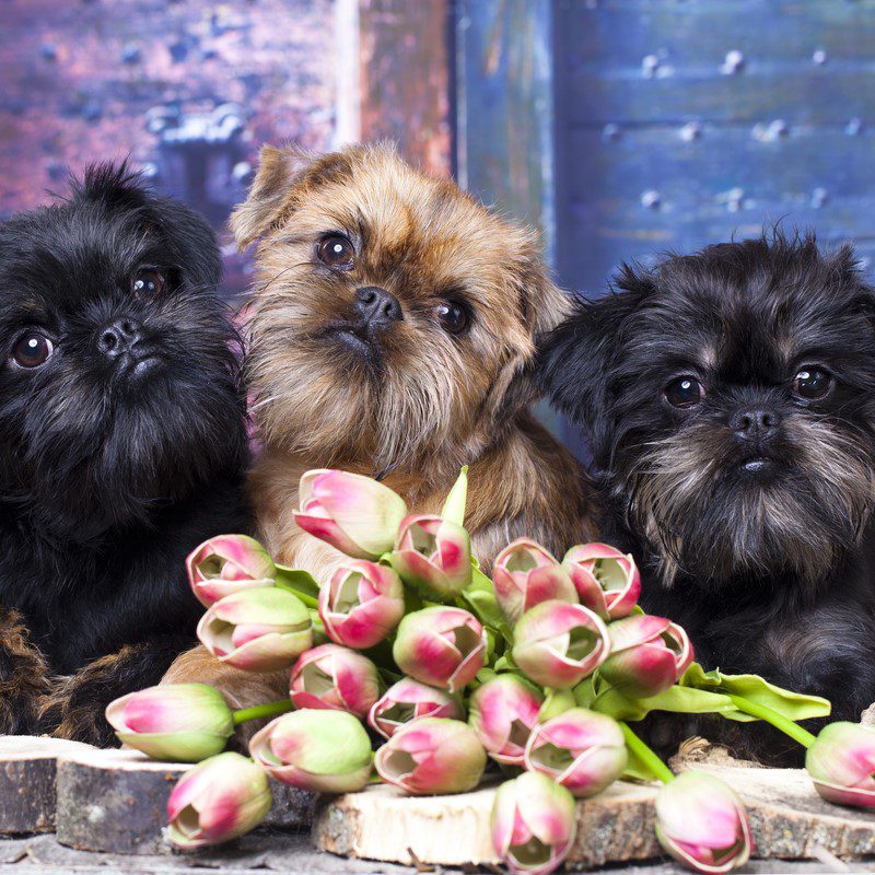 Brussels Griffon Puppies Animal Kingdom Arizona