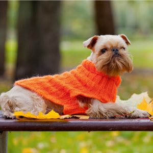 Brussels Griffon Puppies For Sale Animal Kingdom Arizona