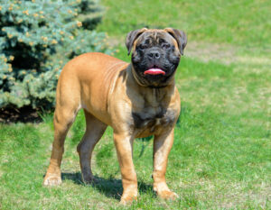 Bullmastiff Puppies For Sale Animal Kingdom Arizona