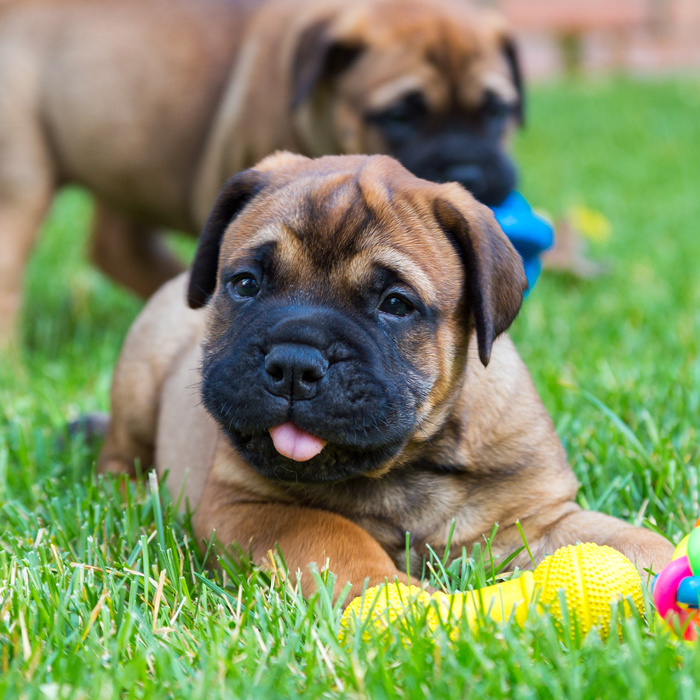 Bullmastiff Puppies Animal Kingdom Arizona