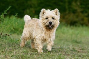 Cairn Terrier Puppies For Sale Animal Kingdom Arizona