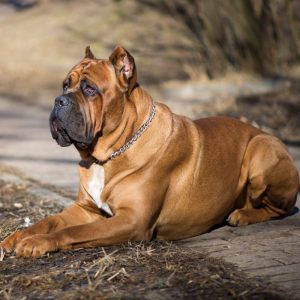 tan cane corso puppies