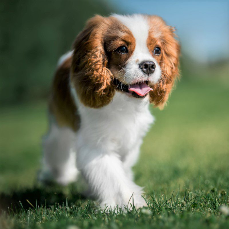 Cavalier King Charles Spaniel Puppies Animal Kingdom Arizona