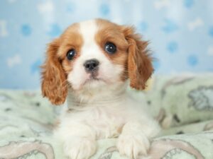 Cavalier King Charles Puppies For Sale Animal Kingdom Arizona
