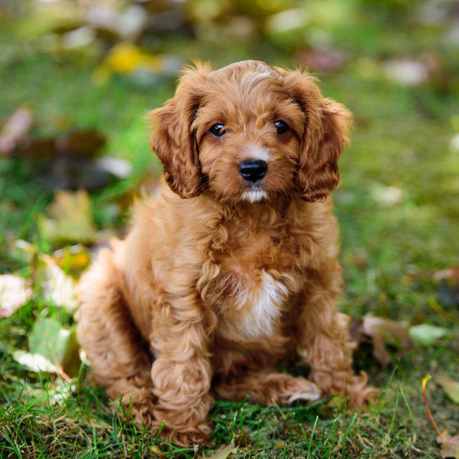 Cavapoo Puppies Animal Kingdom Arizona