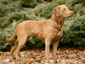 Best brush for chesapeake bay retriever shop