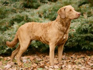 Chesapeake Bay Retriever Puppies For Sale Animal Kingdom Arizona