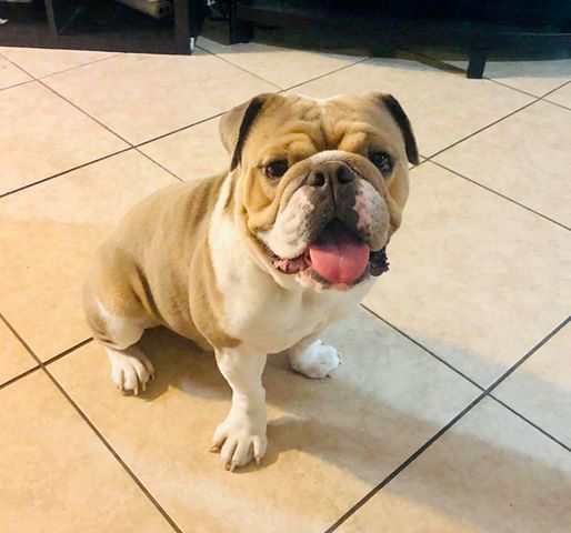 Chester the English Bulldog