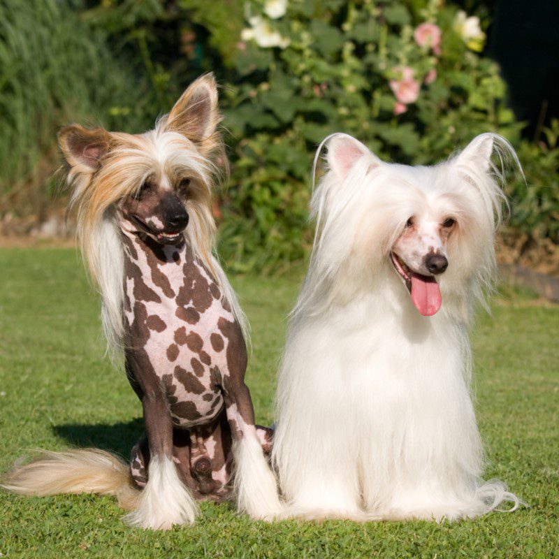 Chinese Crested Puppies Animal Kingdom Arizona