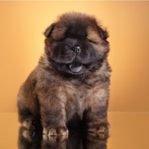 mini chow puppies