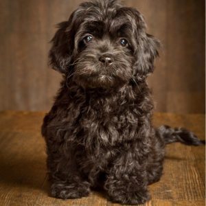 tan cockapoo puppy